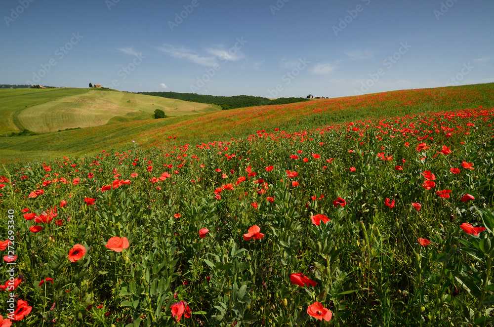 Cappella Di Vitaleta or Vitaleta Chapel near Pienza in Tuscany. Beautiful field of red poppies and the famous Chapel on background. Siena, Italy.