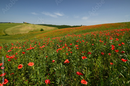 Cappella Di Vitaleta or Vitaleta Chapel near Pienza in Tuscany. Beautiful field of red poppies and the famous Chapel on background. Siena  Italy.