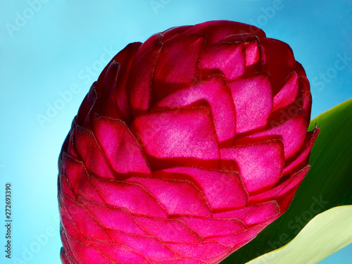 Close up of red and pink flower bud