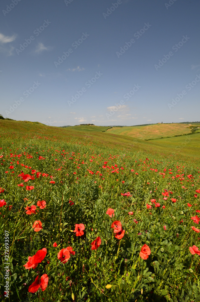 Beautiful field of red poppies near Pienza. Siena, Italy.