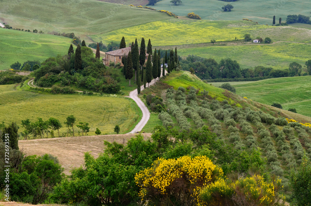 Fototapeta premium beautiful landscape of Tuscany in Italy, Podere Belvedere in Val d Orcia near Pienza with cypress, olive trees and yellow broom flowers on foreground