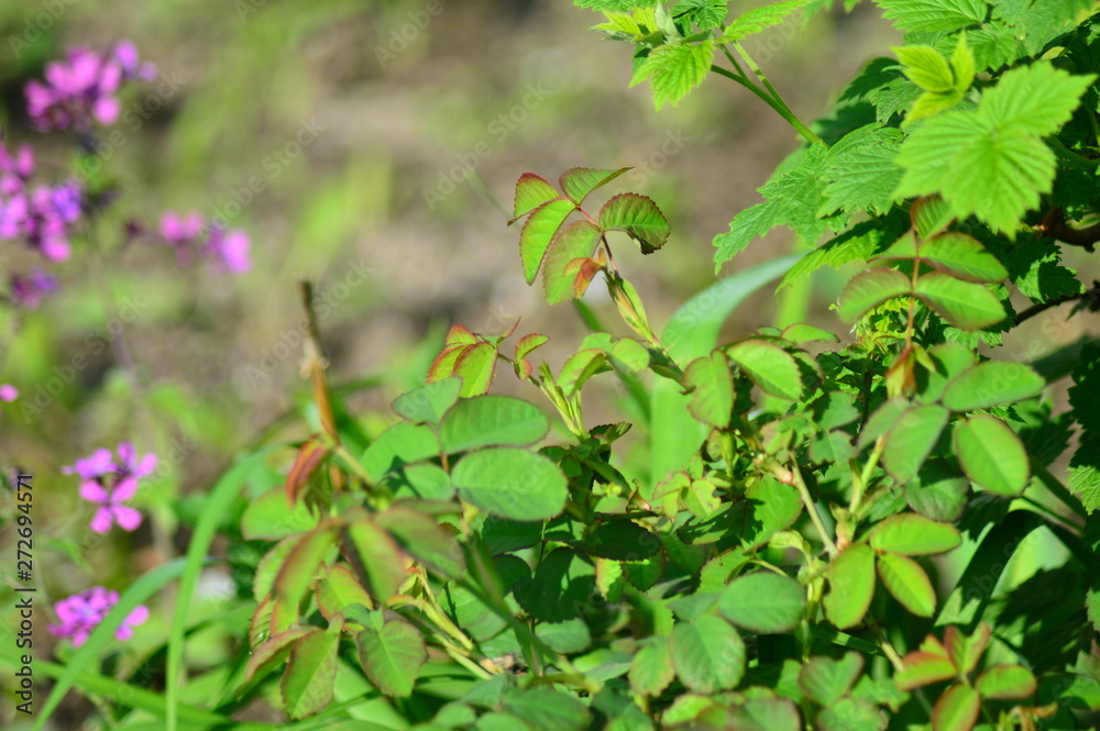 flowers on green background flowers on green background