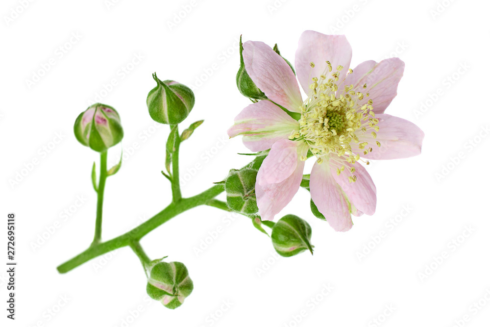 Blackberry blossom flower