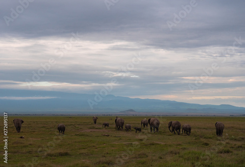 Elephant family roaming in Amboseli National Park  Kenya 