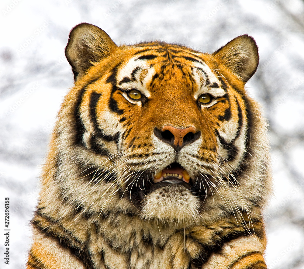 Fototapeta premium Close up portrait of a tiger