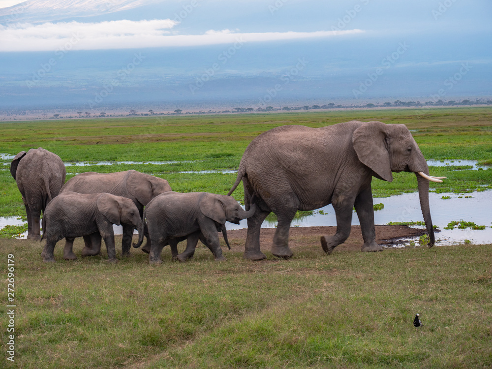 Elephant family roaming in Amboseli National Park, Kenya Elephant family roaming in Amboseli National Park, Kenya