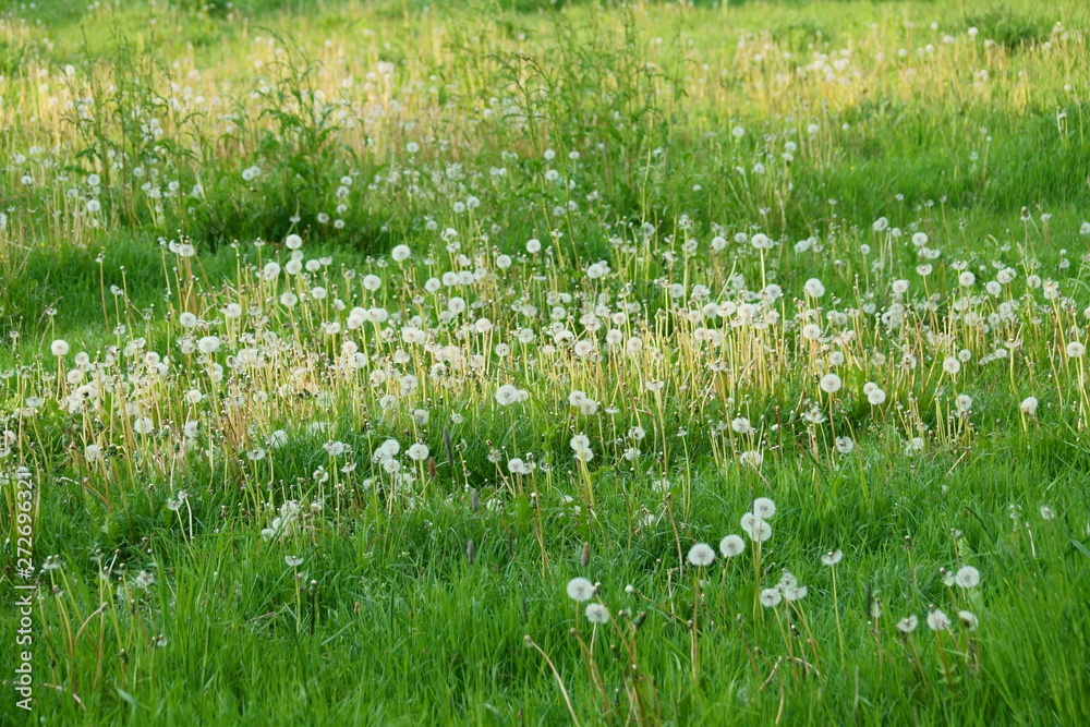 custom made wallpaper toronto digitalDmuchawce