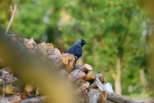 Wallpaper Mural Kawka Torontodigital.ca