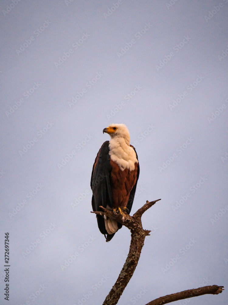 African Fish Eagle in Amboseli National Park, Kenya African Fish Eagle in Amboseli National Park, Kenya