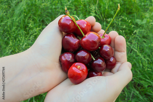 beautiful juicy sweet tasty red cherries lie in the children's palms on the background of green grass © Victoria ArtWK