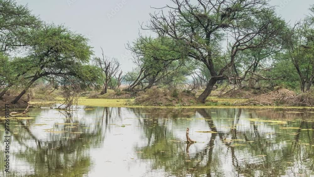 beautiful lake in the Keolado National Park, India