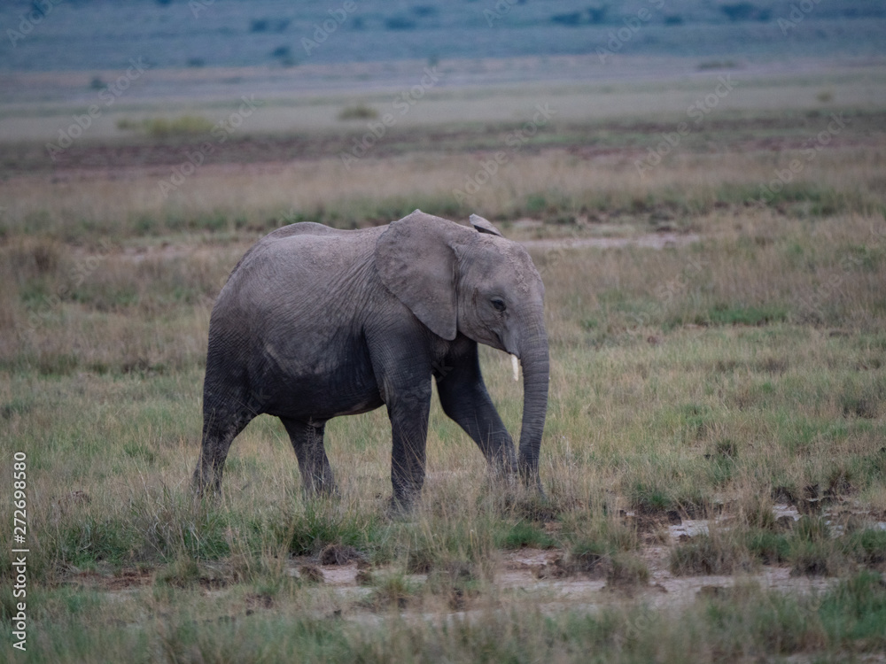 Elephant family roaming in Amboseli National Park, Kenya Elephant family roaming in Amboseli National Park, Kenya