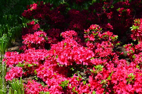 flowers in the garden