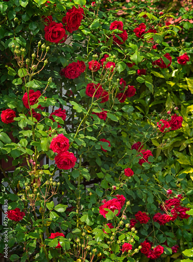 Red roses in the garden Red roses in the garden
