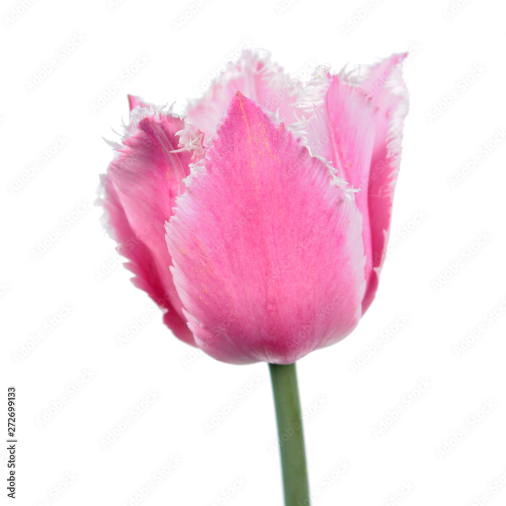 Pink tulip flower close-up isolated on white background. Cultivar from Fringed Group Pink tulip flower close-up isolated on white background. Cultivar from Fringed Group