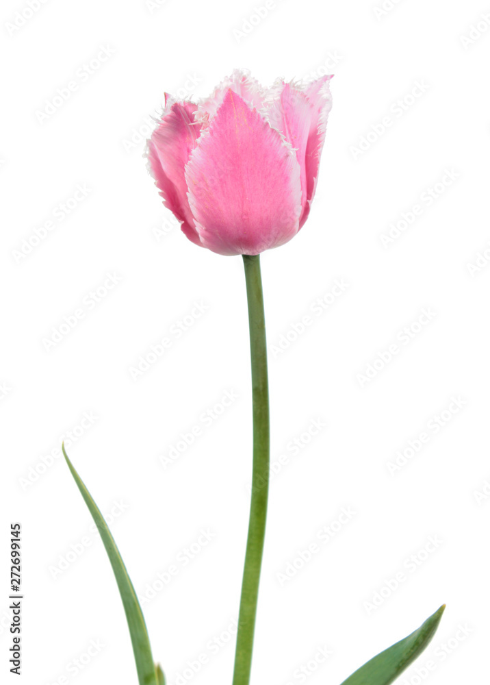 Pink tulip flower close-up isolated on white background. Cultivar from Fringed Group