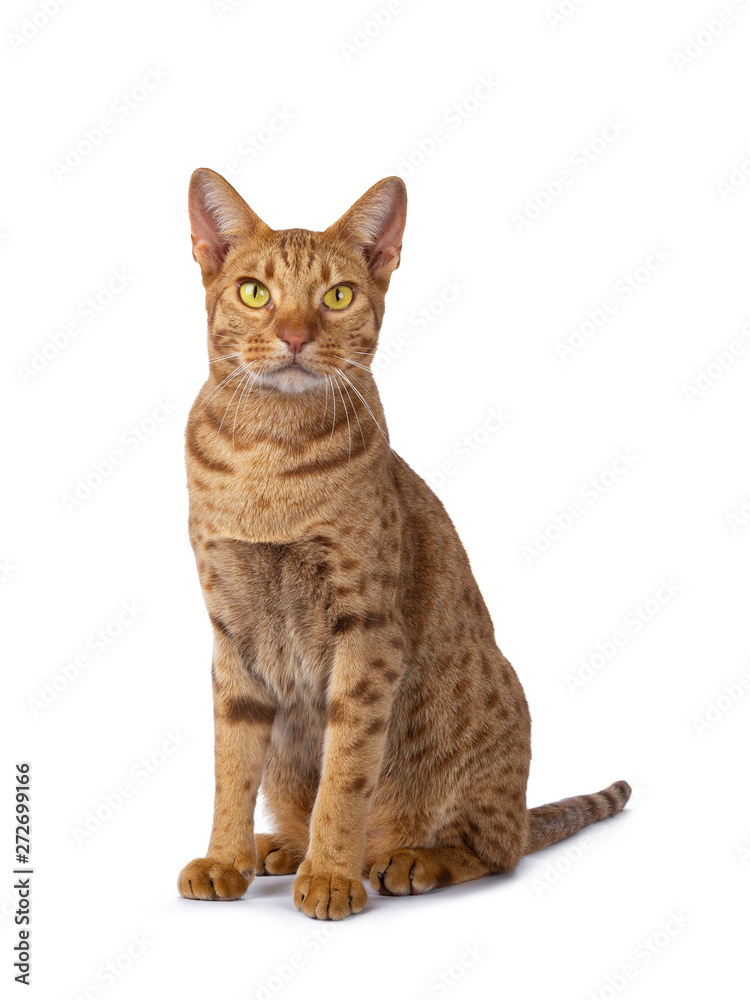Obraz premium Handsome male Ocicat, sitting up half side ways facing front. Looking beside camera with bright yellow eyes. isolated on white background.