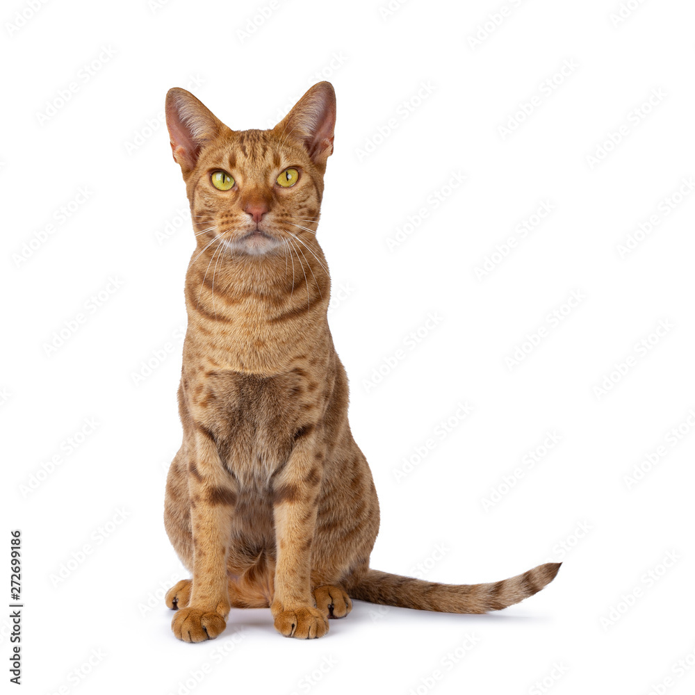 Handsome male Ocicat, sitting up facing front. Looking above camera with bright yellow eyes. isolated on white background.
