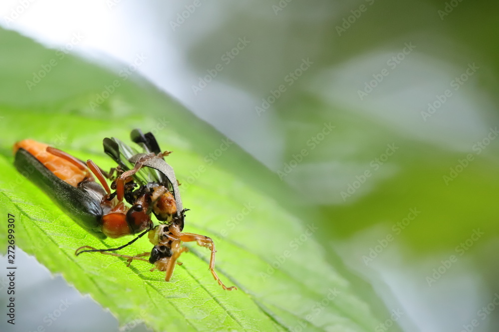 beetles beetles