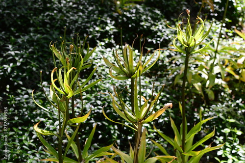 flowers in the garden