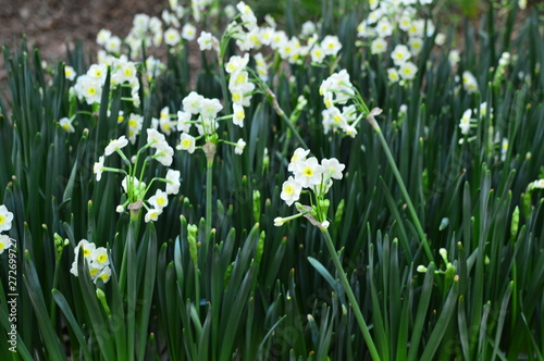 white spring flowers in the garden