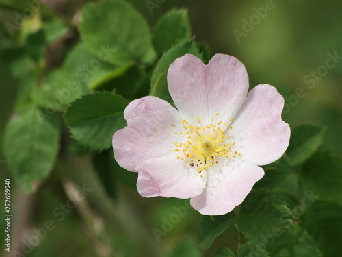 Rosa canina - Gros plan sur fleur blanc-rose pâle et étamines 