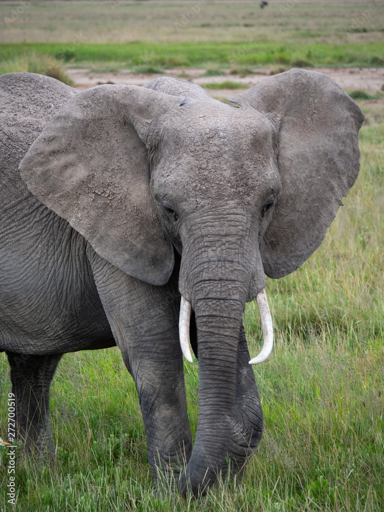 Elephant family roaming in Amboseli National Park, Kenya 