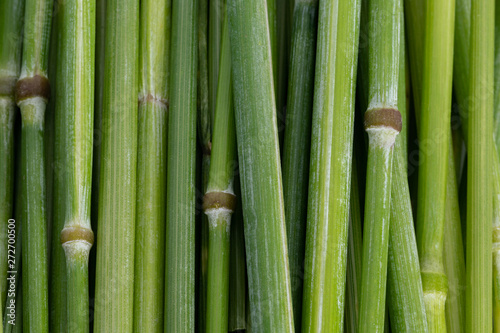 Fototapeta Naklejka Na Ścianę i Meble -  Green macro rye stalks that look like stacked bamboo sticks.