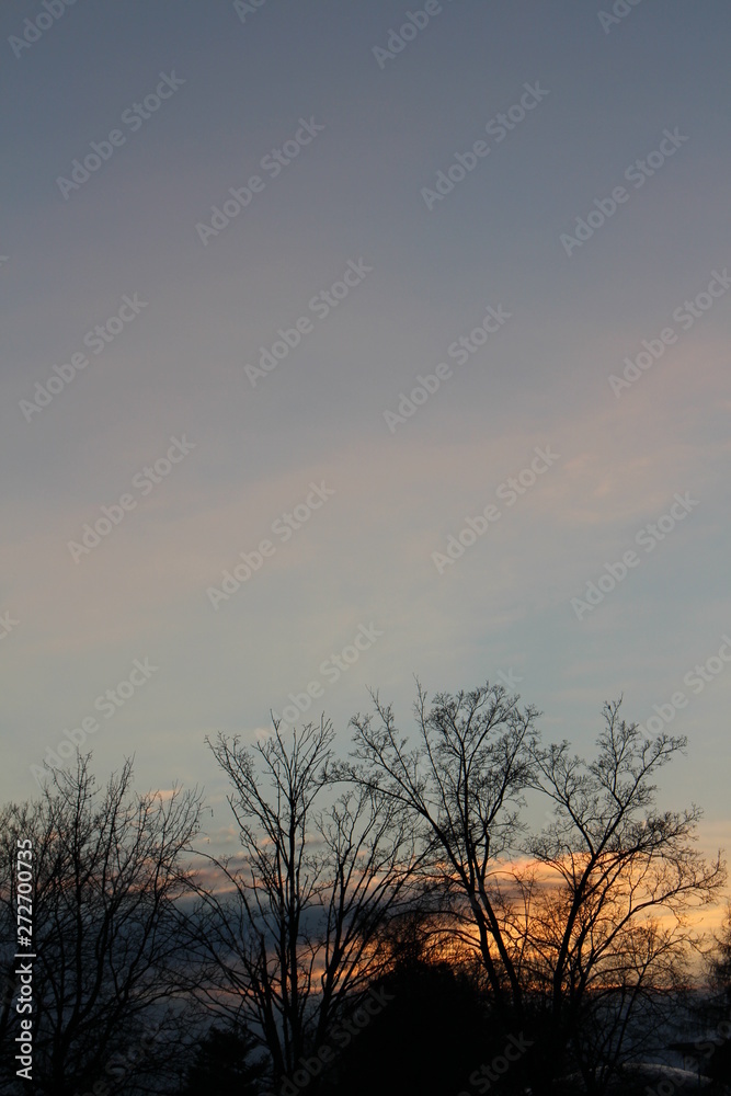 silhouette of tree at sunset silhouette of tree at sunset