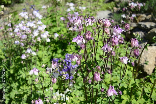 Closeup aquilegia vulgaris - early summer flower with blurred background in garden