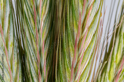 Green ear of cereal in close-up with visible details and hooks.