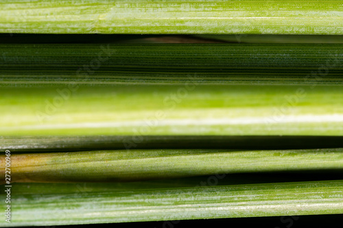 Green macro rye stalks that look like stacked bamboo sticks.