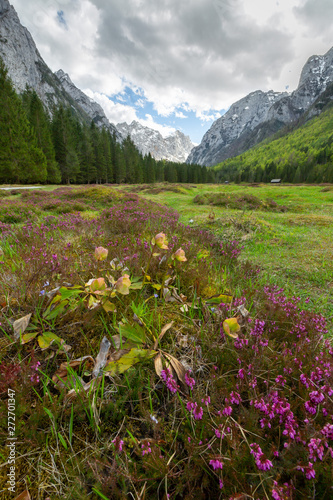 Spring in Krma valley at the Julian Alps with wild flowers blooming, Triglav national park, Slovenia