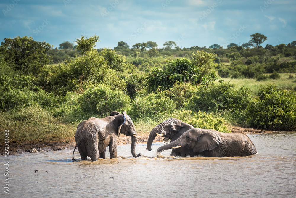 Fototapeta premium Young elephants playing in water, Kruger National Park, South Africa.