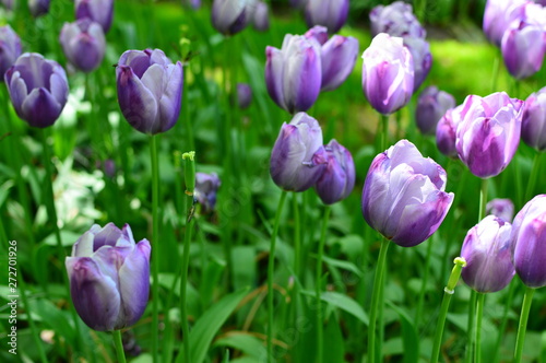 flowers in the garden
