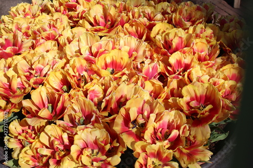 orange tulips