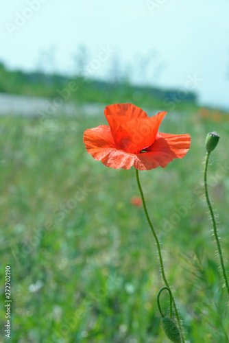 Big red poppy on a background of green grass. Bright sun glare on the colors.