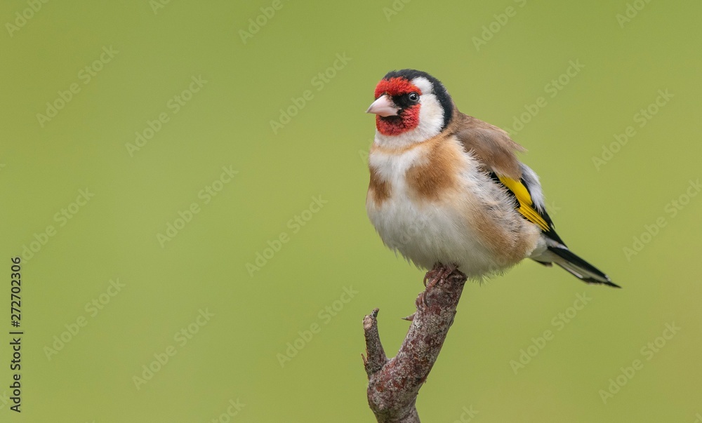 Goldfinch perching on a branch with a green background Goldfinch perching on a branch with a green background