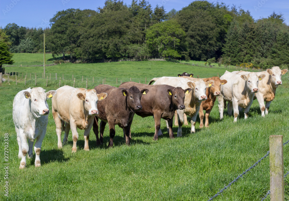 Cow in Aberdeenhire field