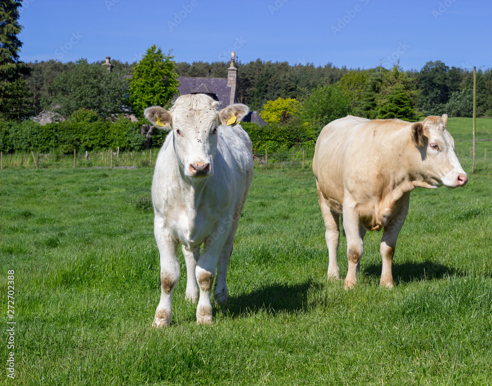 Cow in Aberdeenhire field