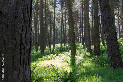 Scottish woods in Bennachie, Aberdeenshire