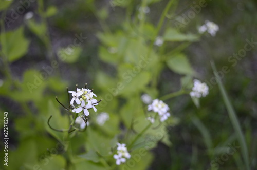 Closeup Cardamine with blurred background in garden © agatchen