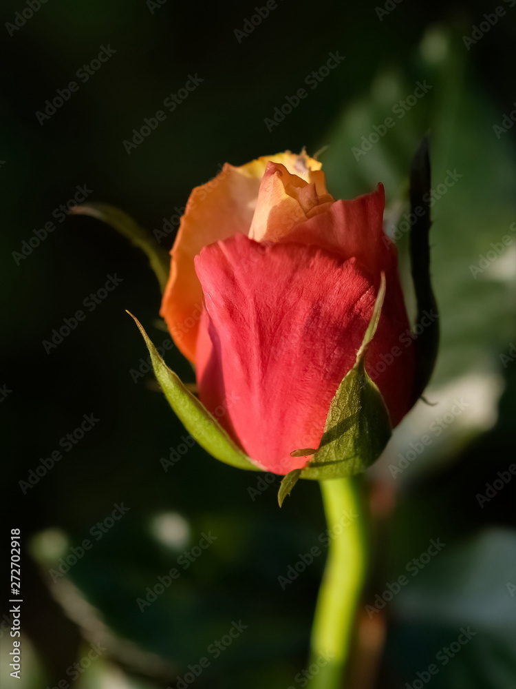 Soft focus red rose blossom on branch with nature blurred background. Soft focus red rose blossom on branch with nature blurred background.
