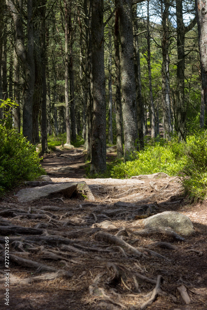 Scottish woods in Bennachie, Aberdeenshire Scottish woods in Bennachie, Aberdeenshire