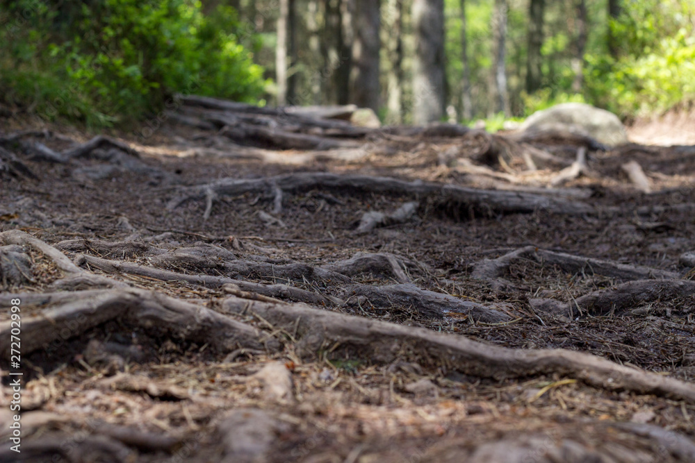 Scottish woods in Bennachie, Aberdeenshire