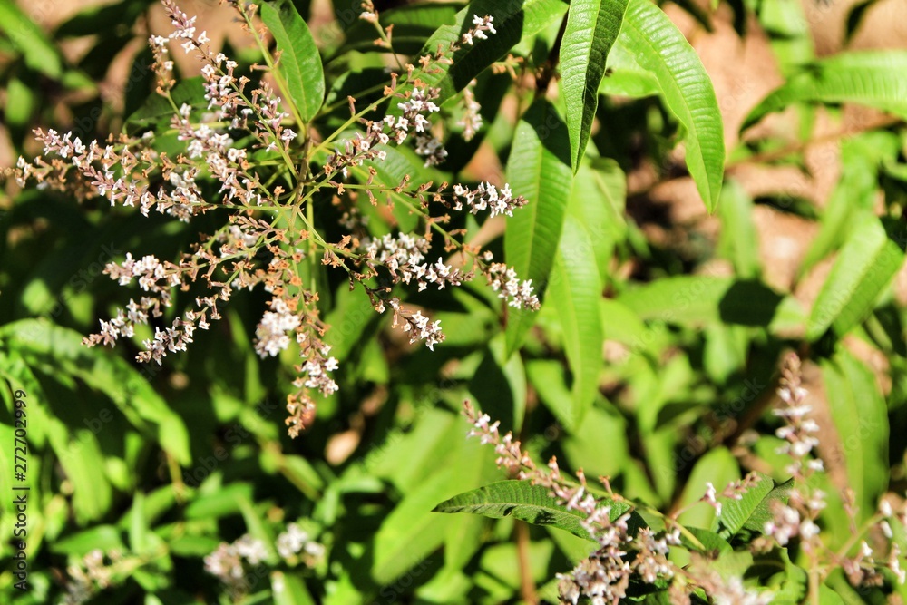 Aloysia Citrodora plant in the garden Aloysia Citrodora plant in the garden