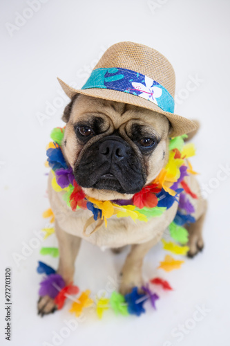 cute pug dog in party hat © Lori