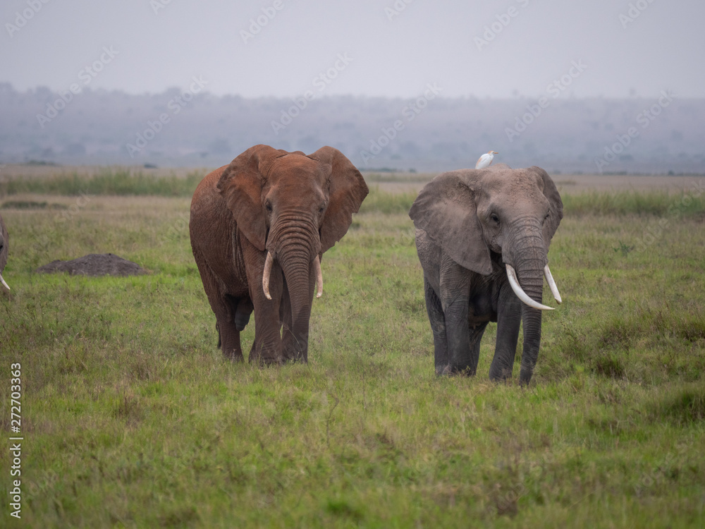 Elephant family roaming in Amboseli National Park, Kenya 