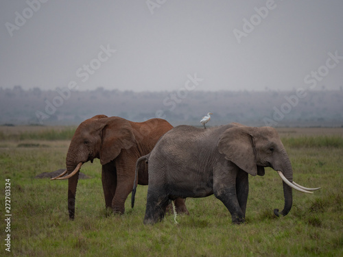 Elephant family roaming in Amboseli National Park  Kenya 