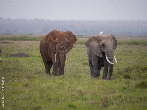 Elephant family roaming in Amboseli National Park, Kenya 